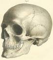 Skull003.jpg, 3 KB